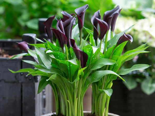Calla