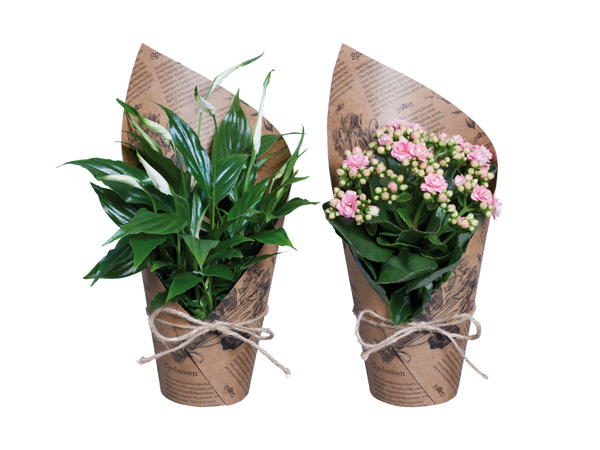 Fredskalla & Kalanchoe