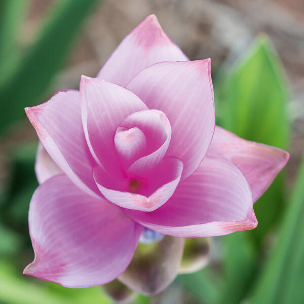 Curcuma