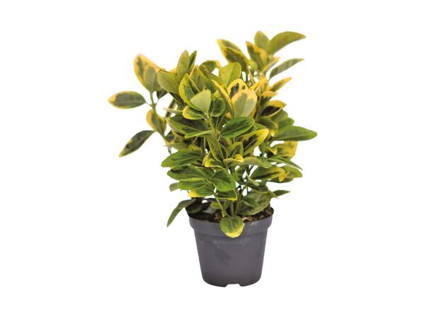 Gold Euonymus