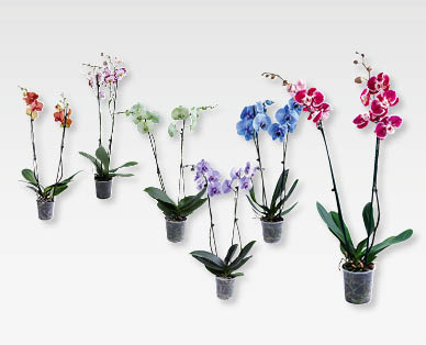 Phalaenopsis exclusive