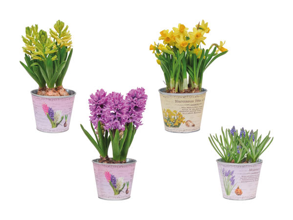 Bulbes à fleurs dans un pot en zinc
