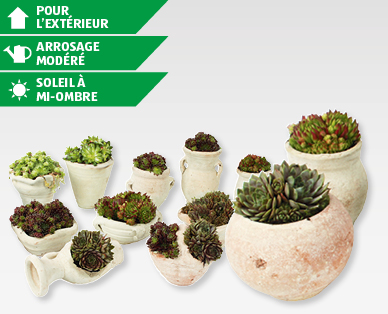 Plante de rocaille