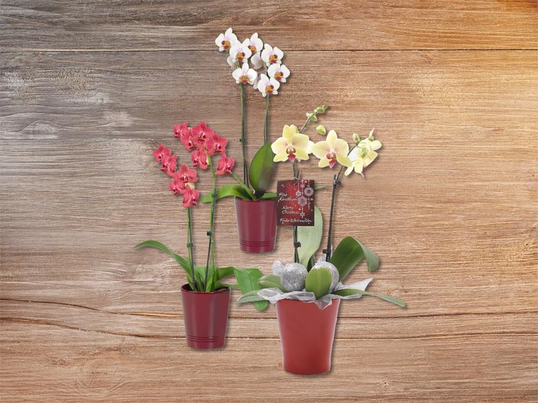 Phalaenopsis de Noël (dés 21.12.)