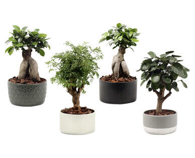 BONSAI