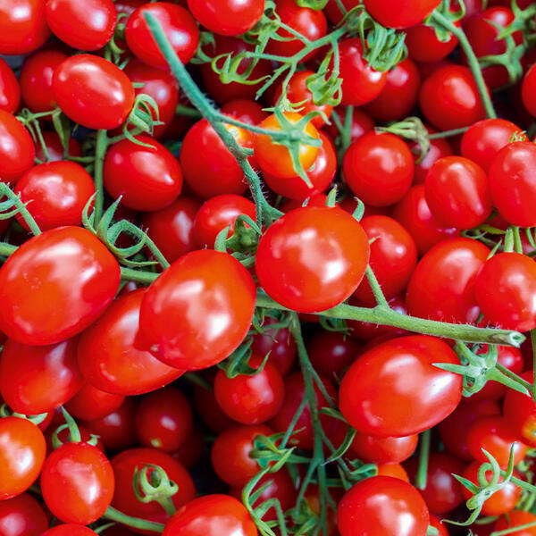 Cherry-Pflaumen-Rispentomaten