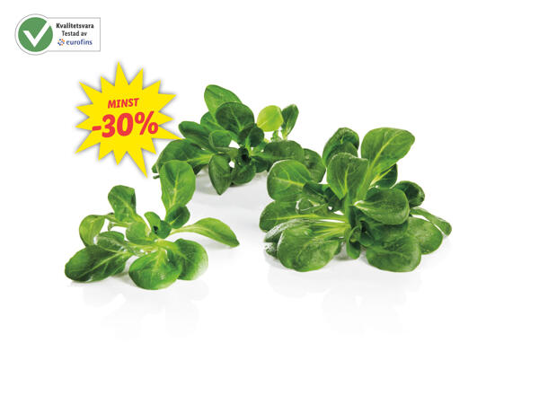 Machésallad
