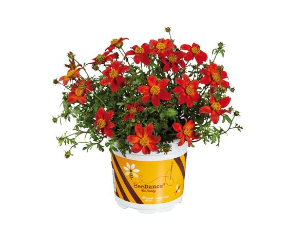 Bee Friendly Bidens