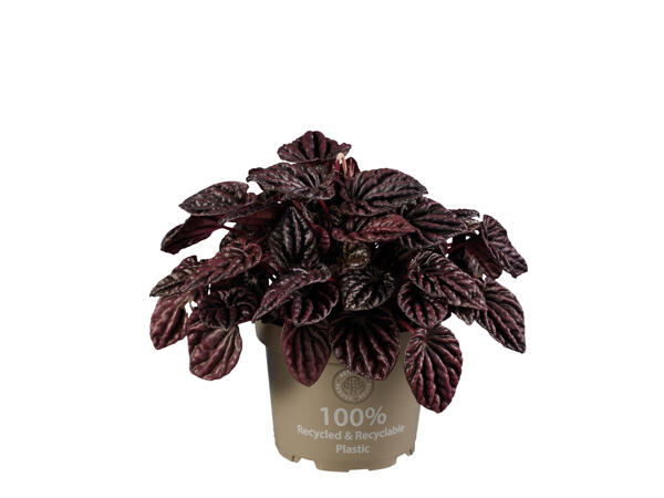 Peperomia Mix
