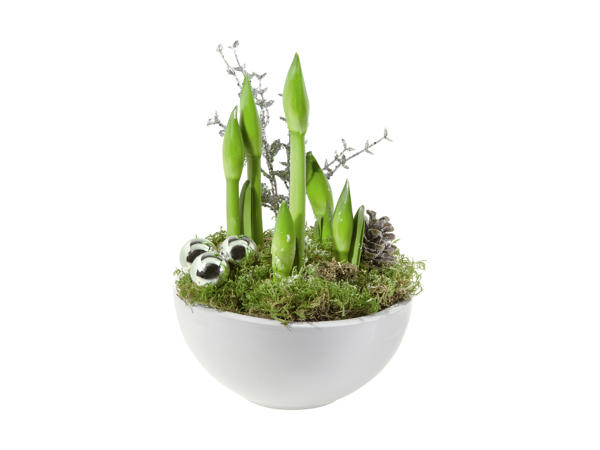 Amaryllis i keramik