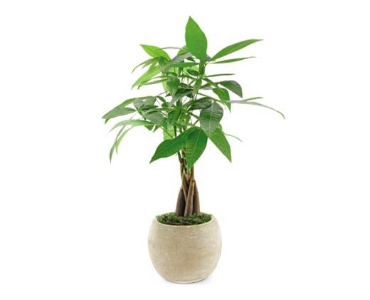 5" Exotic Plant Assorted Varieties