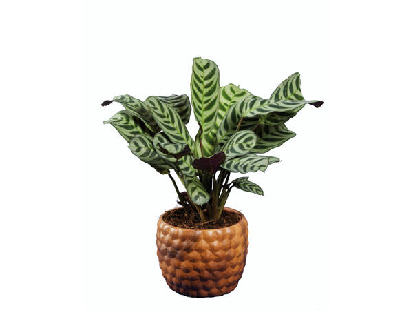 Plantes vertes avec pots en céramique effet bois