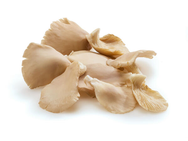 Pleurotes bio