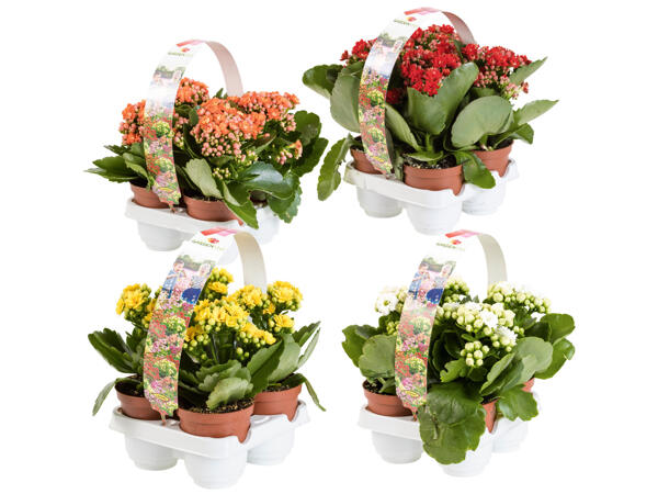 Kalanchoe