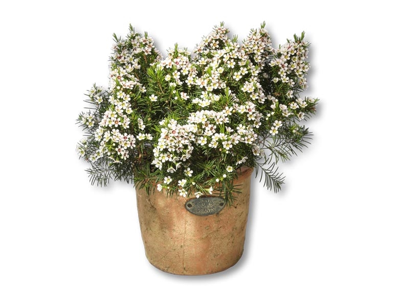 Fleurs de cire dans un pot en terre cuite (dès 12.5.)