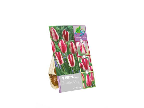 Bulbes à fleurs de plusieurs couleurs