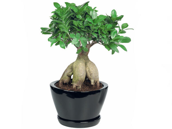 Bonsaï dans un pot en céramique