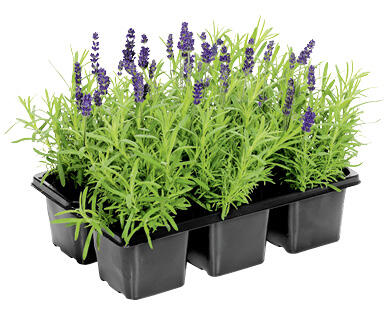 LAVENDEL