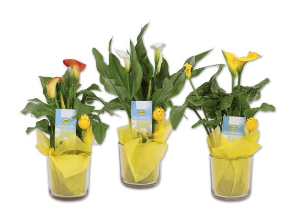 Calla im Glas mit Kükenstecker