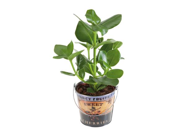 Green Plants