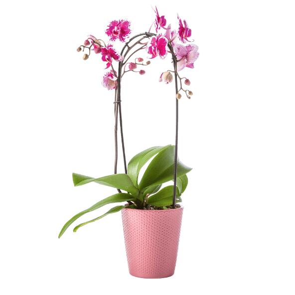 Orchidee