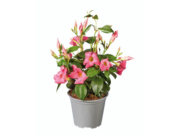 Dipladenia