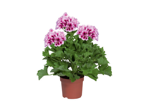 Geranium Grandiflorum