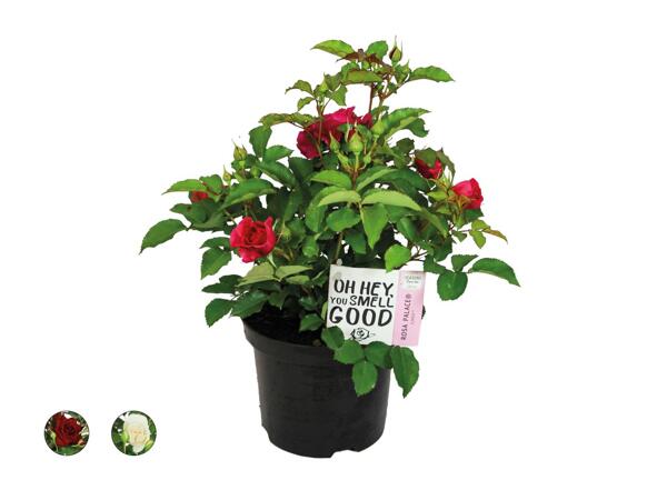Rosier de jardin "Palace"