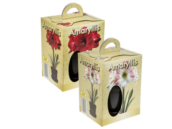 Amaryllis in Pot