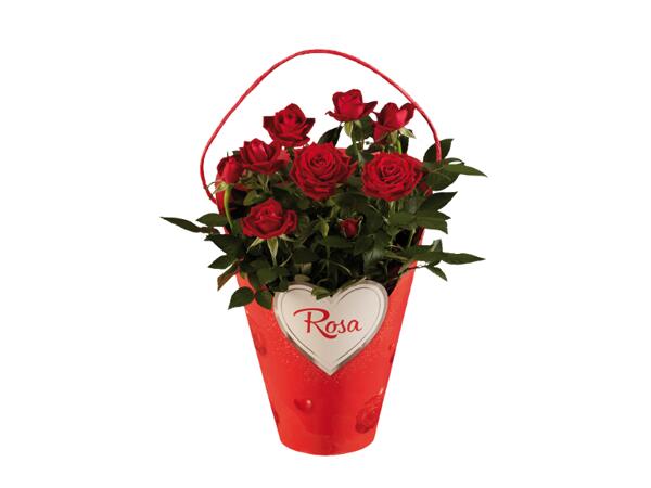 Roses