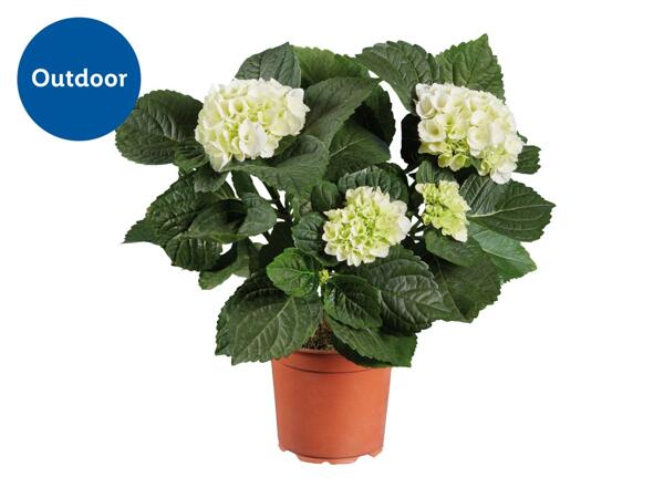 Hydrangea