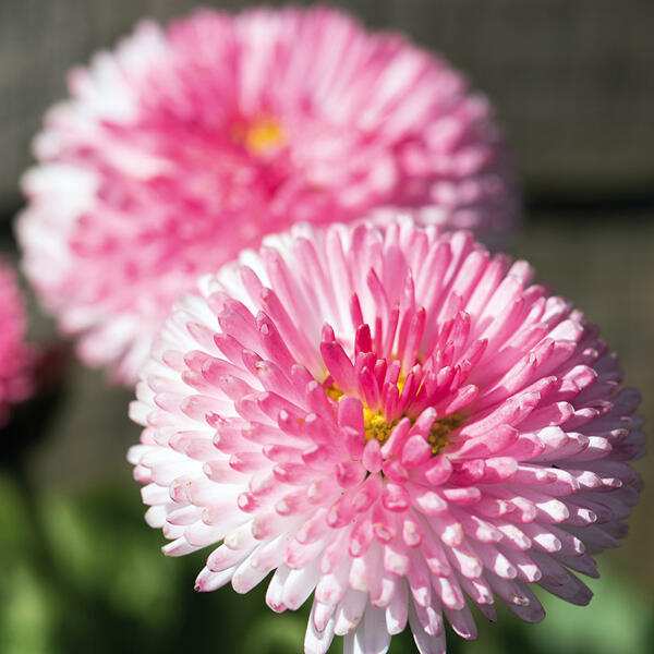 Bellis "Erdbeersahne" XL