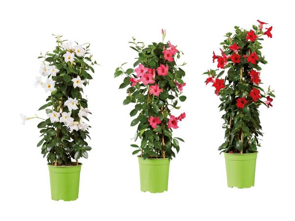 Dipladenia Sundaville en pyramide
