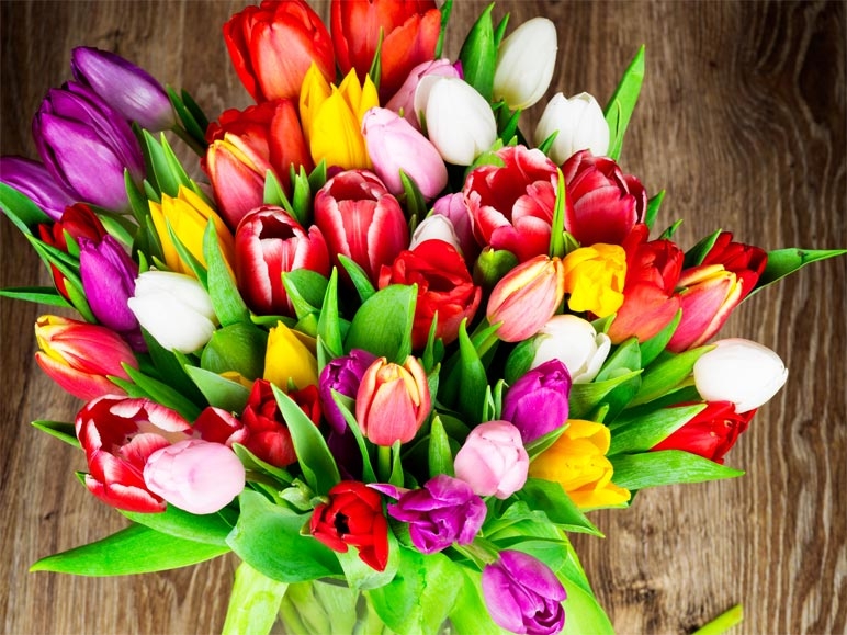 Tulipes mixtes (dès 17.3.)