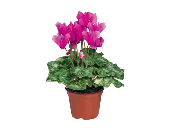 British Cyclamen