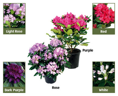 Rhododendron