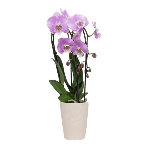 Orchidee