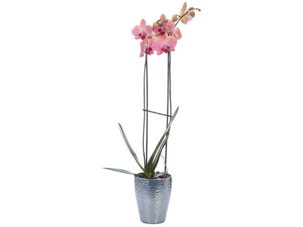 Schmetterlingsorchidee, 2 Trieber