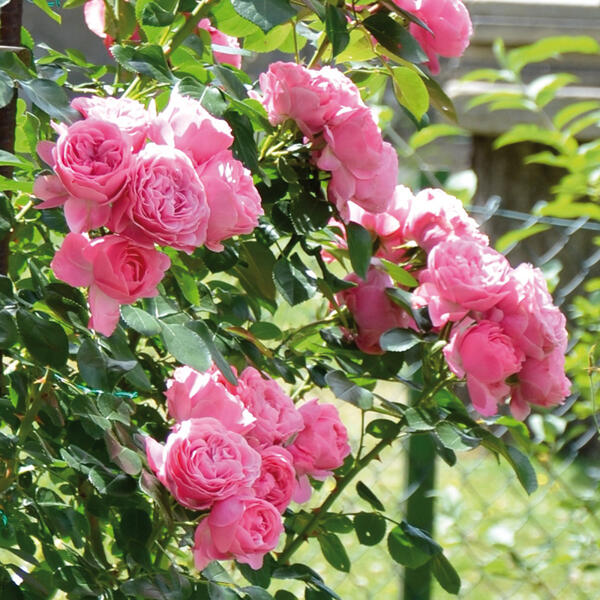 Gartenrosen