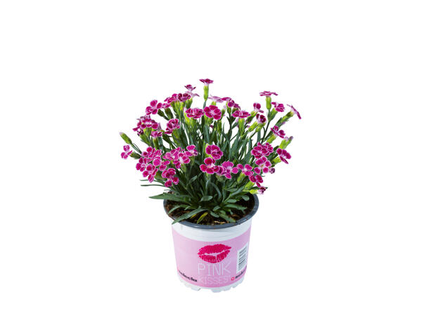Dianthus Pink Kisses