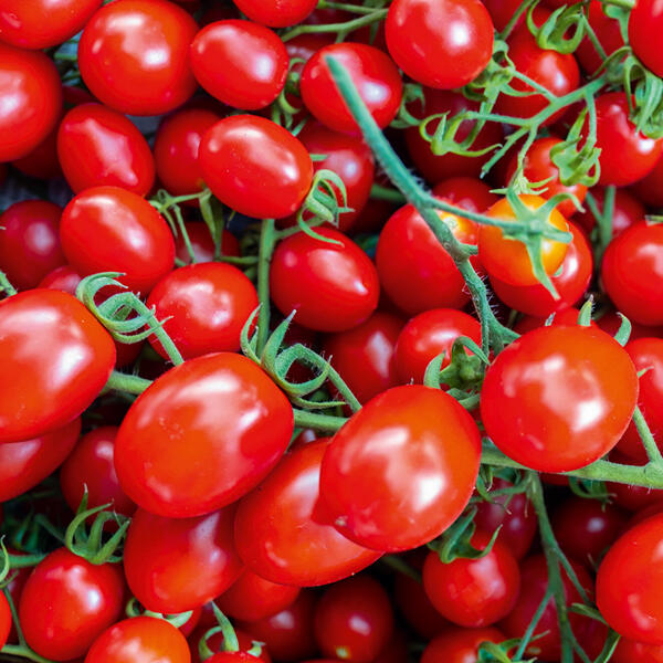 Cherry-Pflaumen-Rispentomaten