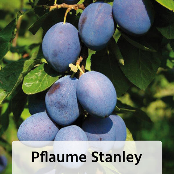 Obstbaum im Jutesack