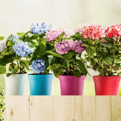 Gartenhortensien
