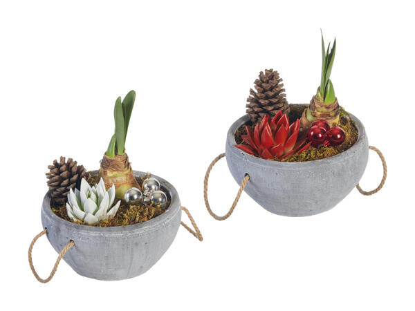 Arrangement avec amaryllis "Stone"