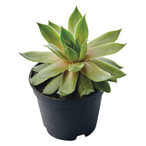 Mini Succulent - Assorted Varieties