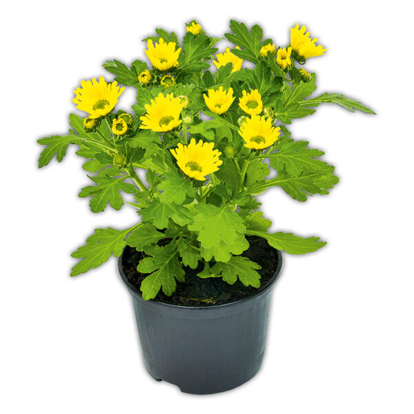 Chrysantheme "Swifty Mini"