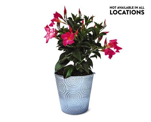 Summer Tropical Plant