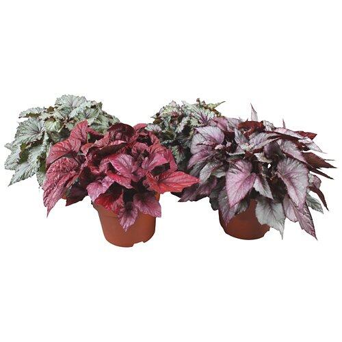 GARDENLINE Begonia a foglie