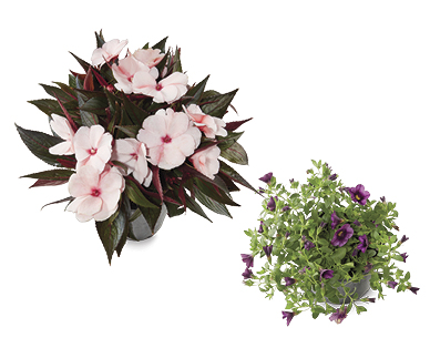 Assorted Flowering Plants 140mm