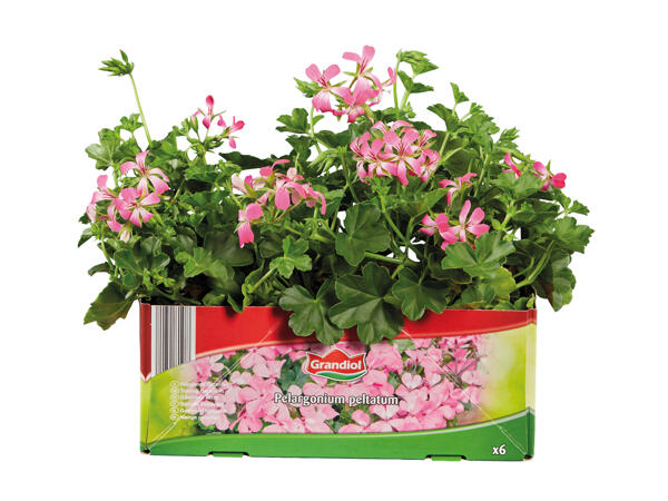 Trailing Geranium